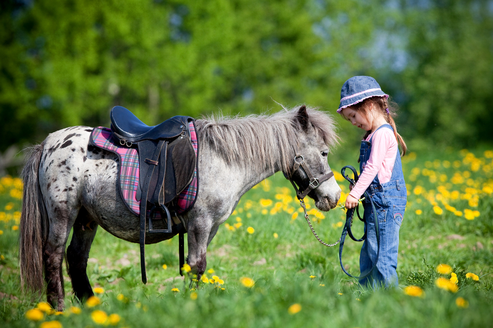 pet_pony_horse